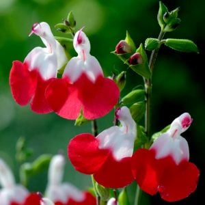 Salvia hot lips süs adaçayı fidesi kırmızı beyaz