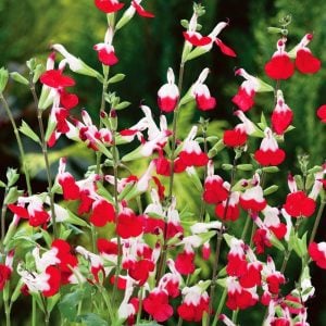 Salvia hot lips süs adaçayı fidesi kırmızı beyaz