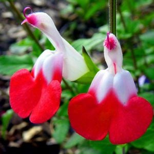 Salvia hot lips süs adaçayı fidesi kırmızı beyaz