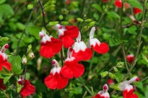 Salvia hot lips süs adaçayı fidesi kırmızı beyaz