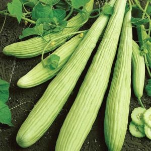 Geleneksel acur tohumu cucumis melo