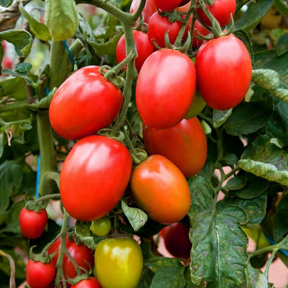 Roma domates tohumu geleneksel rome tomato heirloom seeds
