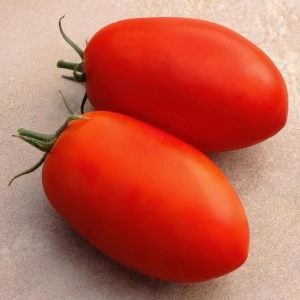 Roma domates tohumu geleneksel rome tomato heirloom seeds