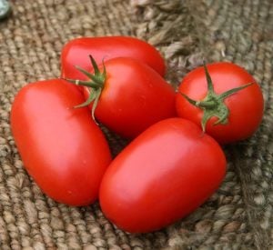 Roma domates tohumu geleneksel rome tomato heirloom seeds