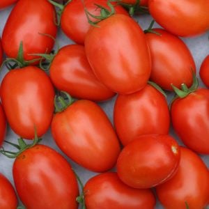 Roma domates tohumu geleneksel rome tomato heirloom seeds