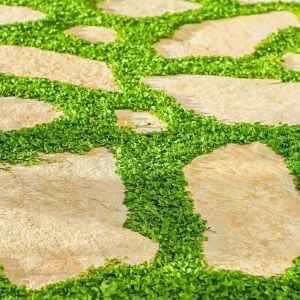 Dichondra repens fare kulağı tohumu kundura çimi