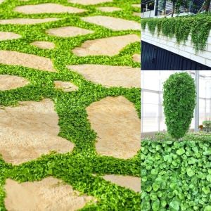 Dichondra repens fare kulağı tohumu kundura çimi