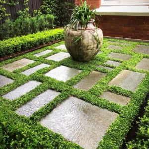 Dichondra repens fare kulağı tohumu kundura çimi