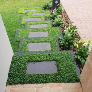 Dichondra repens fare kulağı tohumu kundura çimi