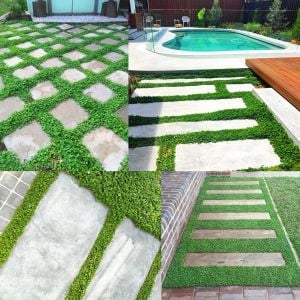Dichondra repens fare kulağı tohumu kundura çimi