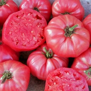 Pembe Ege köy domatesi tohumu atalık söğüşlük çeşit