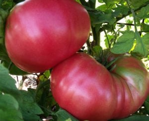 Pembe Ege köy domatesi tohumu atalık söğüşlük çeşit