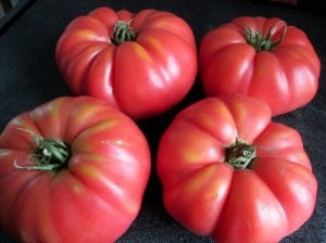Pembe Ege köy domatesi tohumu atalık söğüşlük çeşit