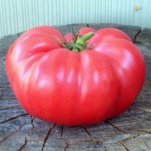 Pembe Ege köy domatesi tohumu atalık söğüşlük çeşit