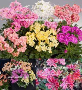 Lewisia fidesi lewisia elise