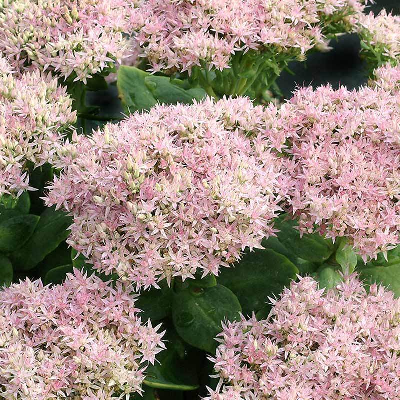 Sedum spectabile iri pembe çiçekli crystal pink