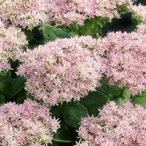 Sedum spectabile iri pembe çiçekli crystal pink