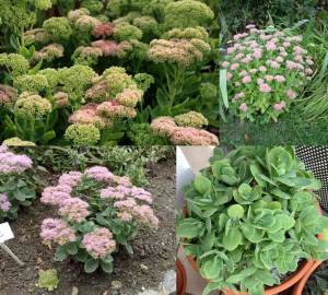 Sedum spectabile iri pembe çiçekli crystal pink