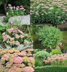 Sedum spectabile iri pembe çiçekli crystal pink