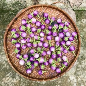 Menekşe renkli topan patlıcan mauve eggplant
