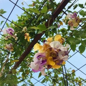 Saksıda selluka fidesi kokulu vigna caracalla zülf-ü aruz