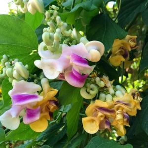 Saksıda selluka fidesi kokulu vigna caracalla zülf-ü aruz