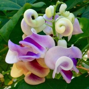 Saksıda selluka fidesi kokulu vigna caracalla zülf-ü aruz