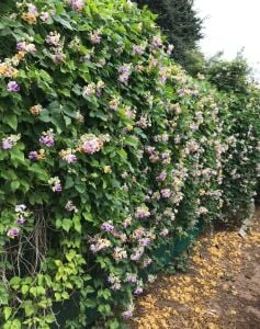 Saksıda selluka fidesi kokulu vigna caracalla zülf-ü aruz