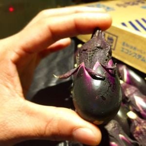 Atalık Konasu Japon patlıcan tohumu