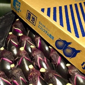 Atalık Konasu Japon patlıcan tohumu