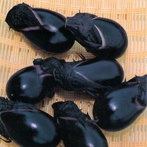 Atalık Konasu Japon patlıcan tohumu