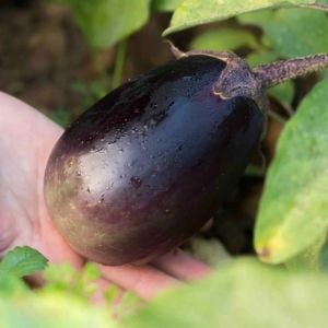 Atalık Konasu Japon patlıcan tohumu