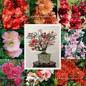 Japon ayvası tohumu chaenomeles hybrids mix çiçekli hibrit karışımı