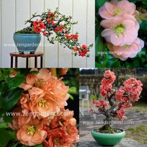 Japon ayvası tohumu chaenomeles hybrids mix çiçekli hibrit karışımı