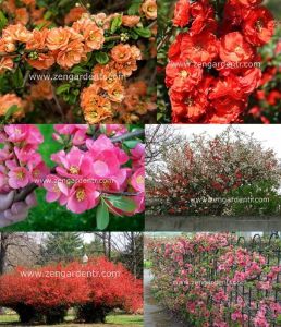 Japon ayvası tohumu chaenomeles hybrids mix çiçekli hibrit karışımı