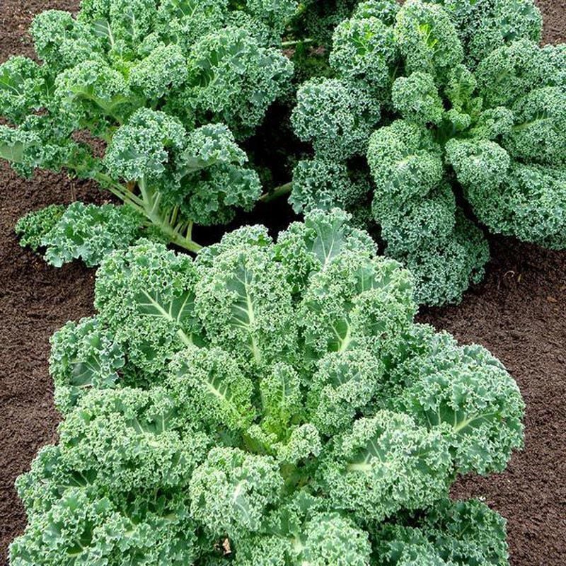 Beyaz Rus Kale tohumu white russian kale