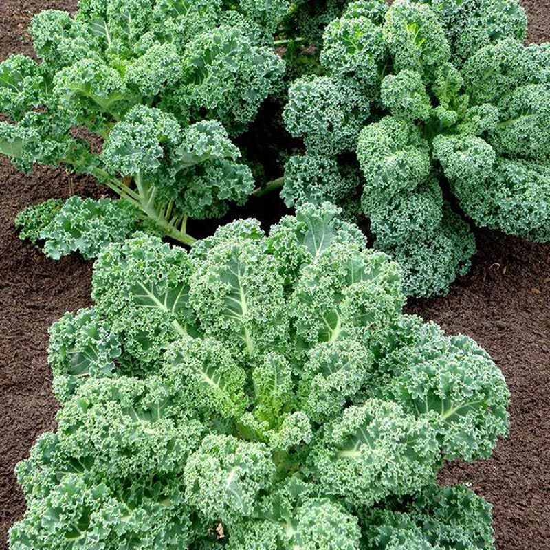 Beyaz Rus Kale tohumu white russian kale