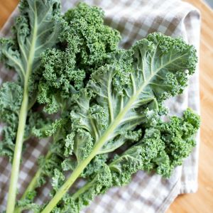 Beyaz Rus Kale tohumu white russian kale