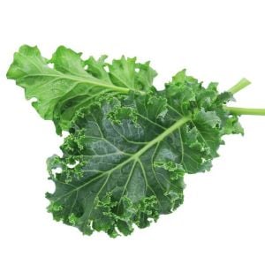 Beyaz Rus Kale tohumu white russian kale