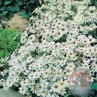 Beyaz brachyscome tohumu swanriver papatyası