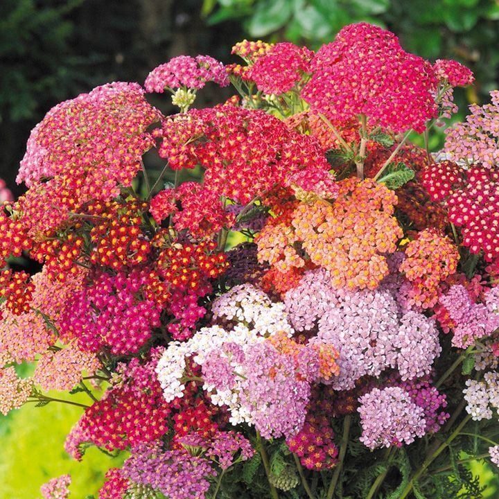 5 adet civanperçemi fidesi karışık renkler achillea summer berries