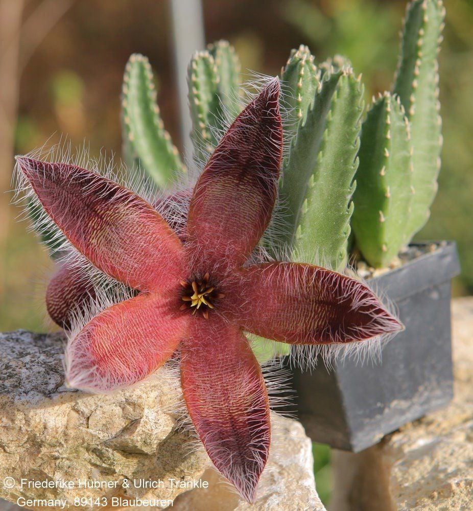 Stapelia ambigua leş kaktüsü sukulent