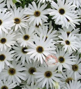 Beyaz brachyscome tohumu swanriver papatyası