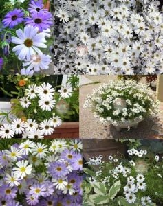 Beyaz brachyscome tohumu swanriver papatyası