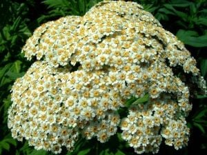 5 adet civanperçemi fidesi karışık renkler achillea summer berries