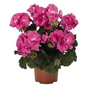 Pembe charme sardunya fidesi survivor pink pelargonium