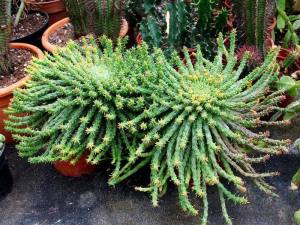 Euphorbia flanaganii medusa