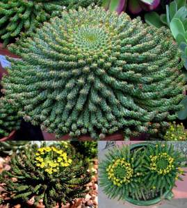 Euphorbia flanaganii medusa