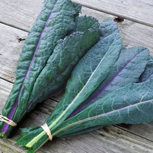 Mavi Kale tohumu dazzling blue kale