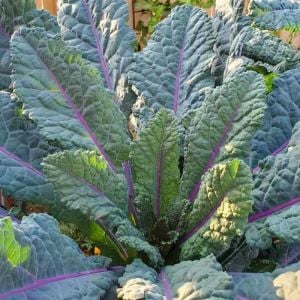 Mavi Kale tohumu dazzling blue kale
